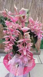 Medinilla Magnifica