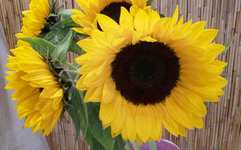 Sonnenblumen